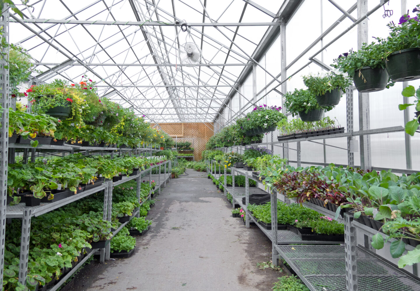 Cultivated ornamental flowers growing in a commercial plactic foil covered horticulture greenhouse for warmth and protection from the weather